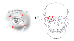 美術解剖学を使って楽しく学ぶ！東洋人と西洋人の目の描き方のコツ