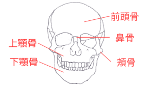 初心者のための人物画ガイド。美術解剖学を活用した簡単な顔の骨格の描き方の解説！！