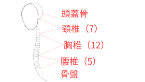初心者のための人物画ガイド。美術解剖学を活用した簡単な胴体の描き方の解説！！